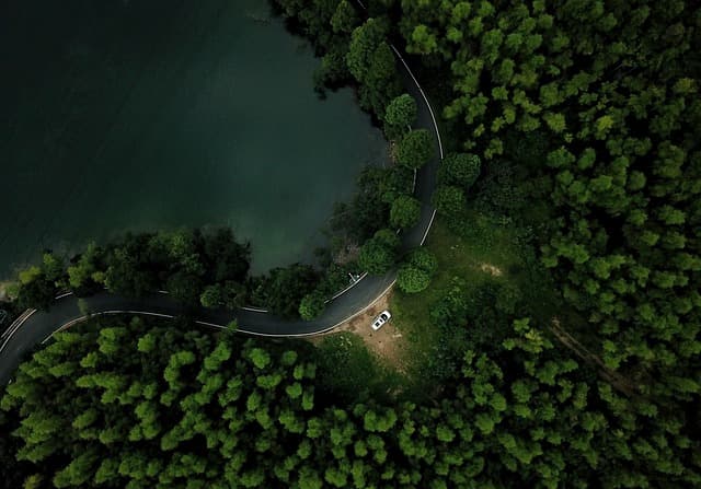 forest